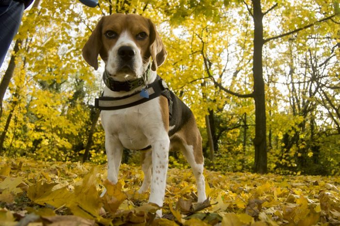 Mity o rasie Beagle